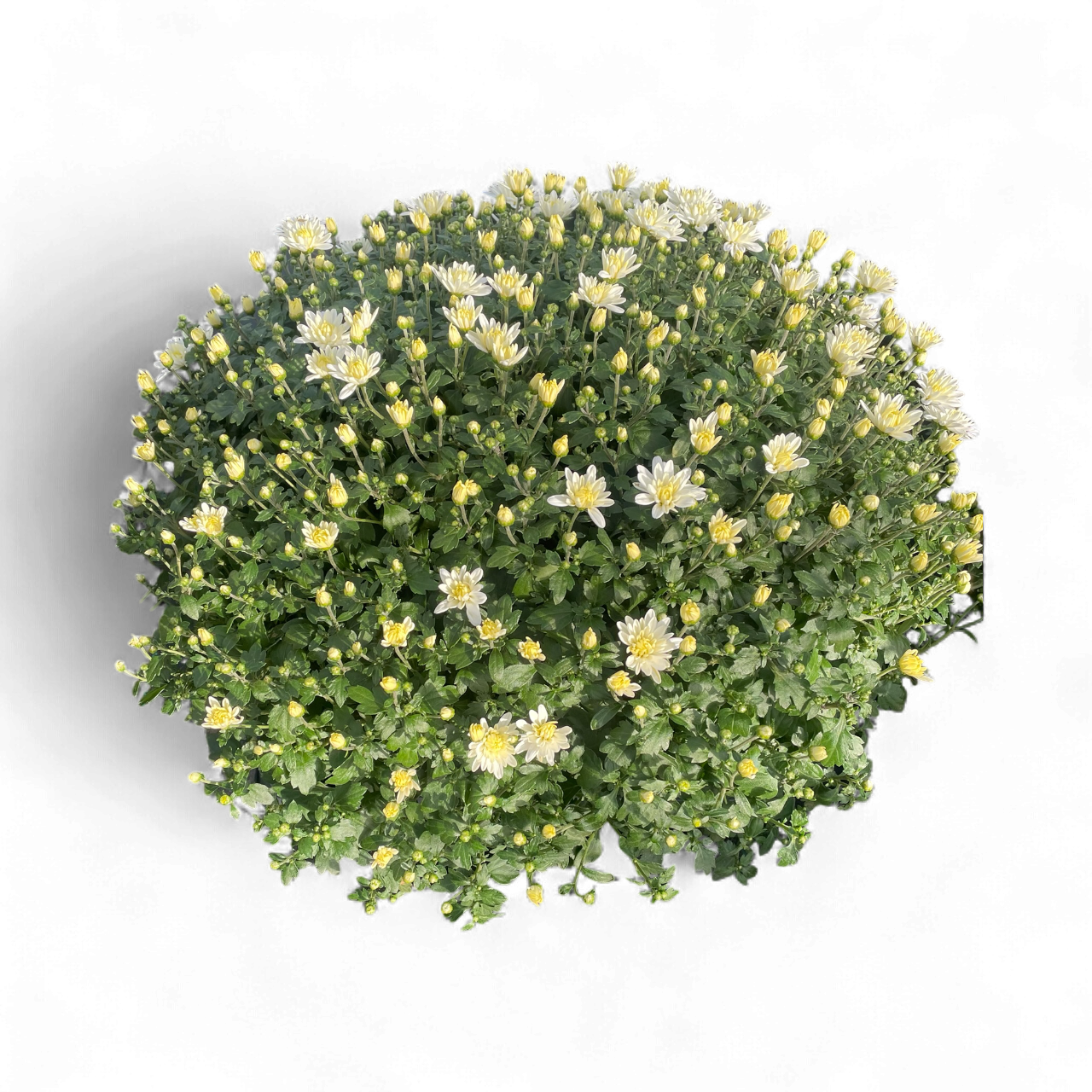 Bol Chrysant (geel)