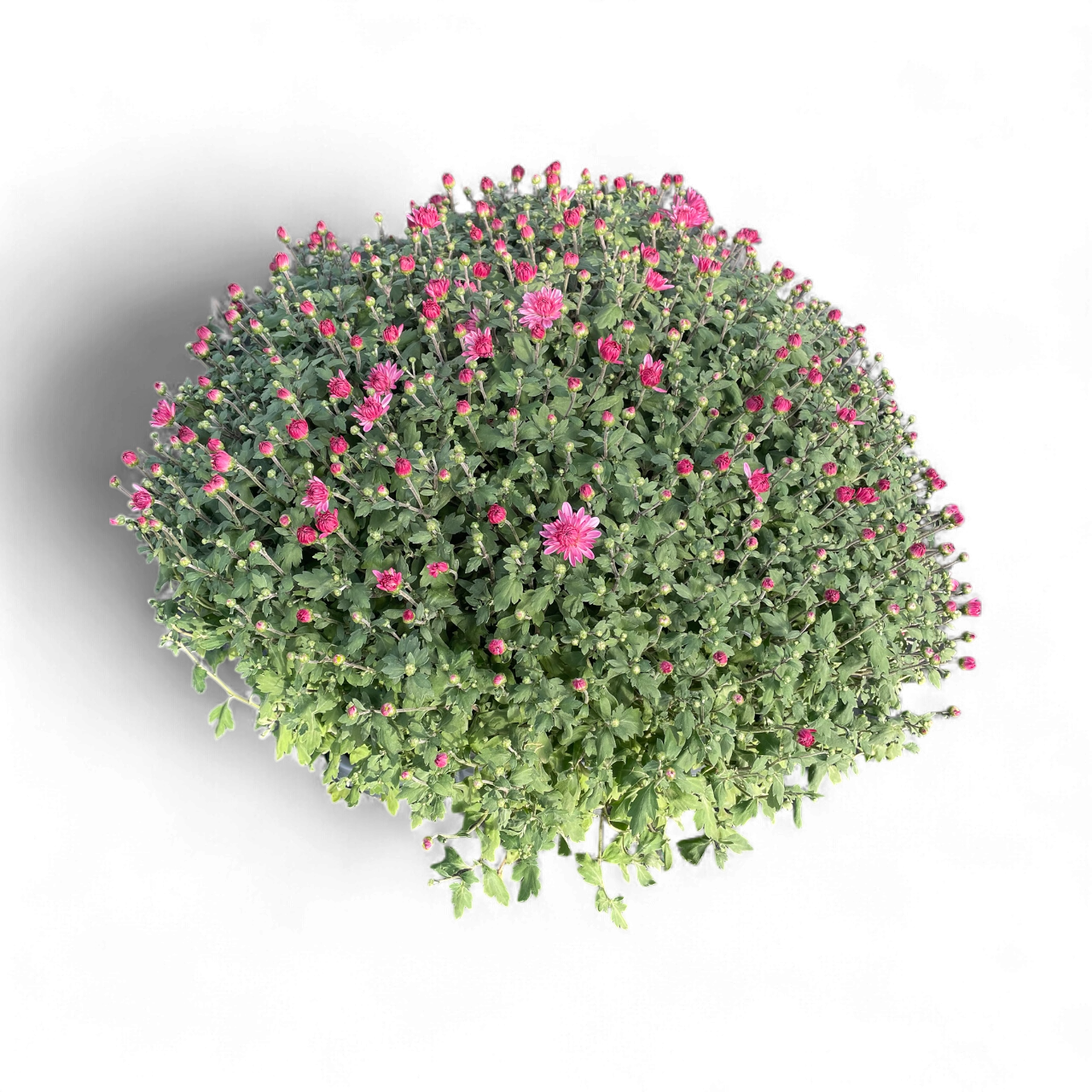 Bolchrysant (rood)