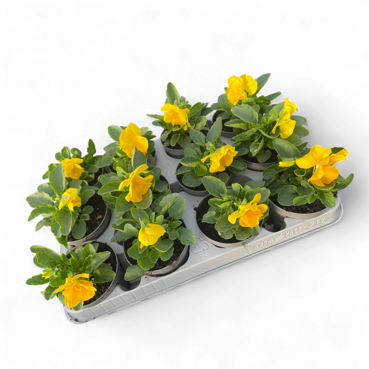 12 Winterviolen geel