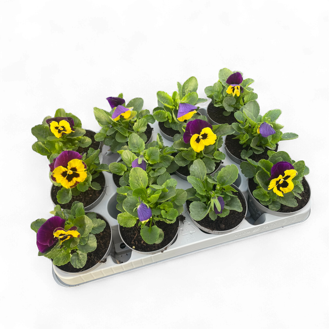 12 Winterviolen geel/paars