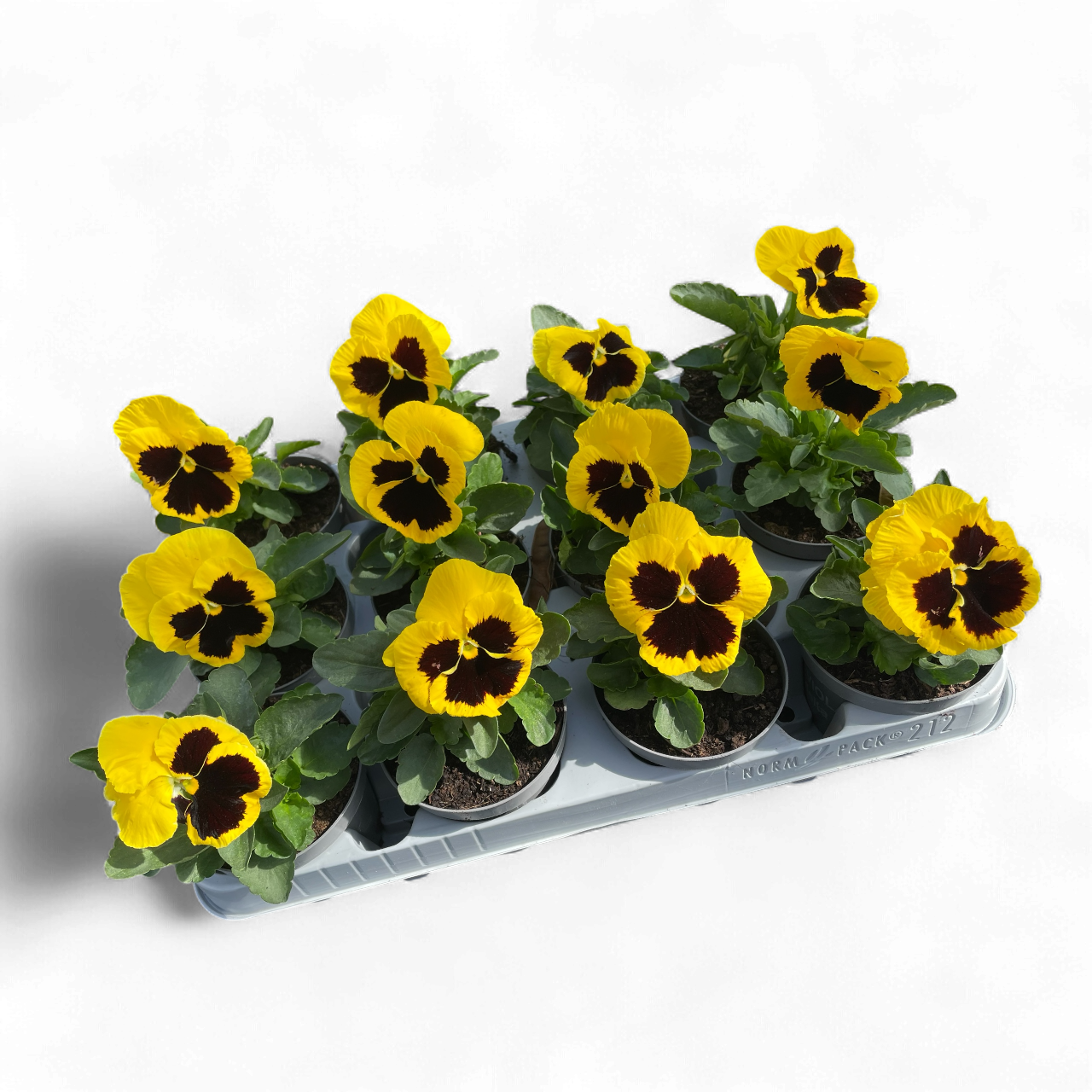12 Winterviolen geel/zwart