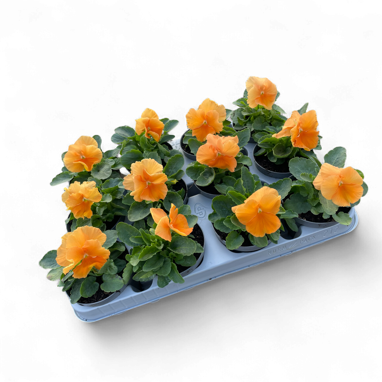 12 Winterviolen oranje