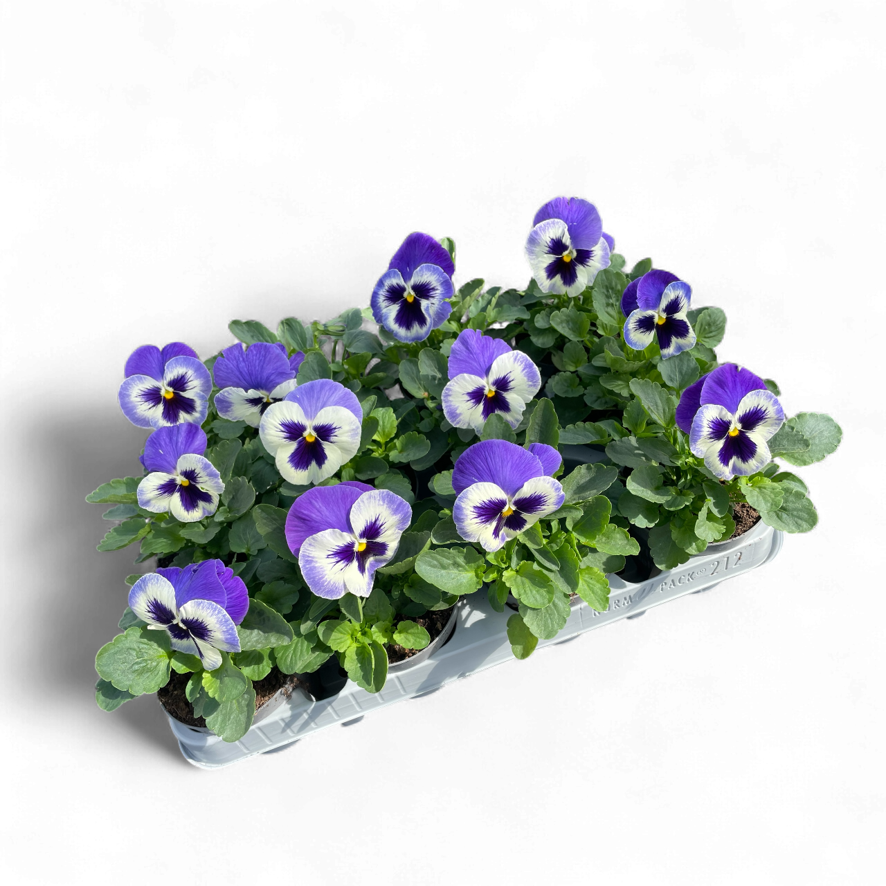 12 Winterviolen blauw/wit