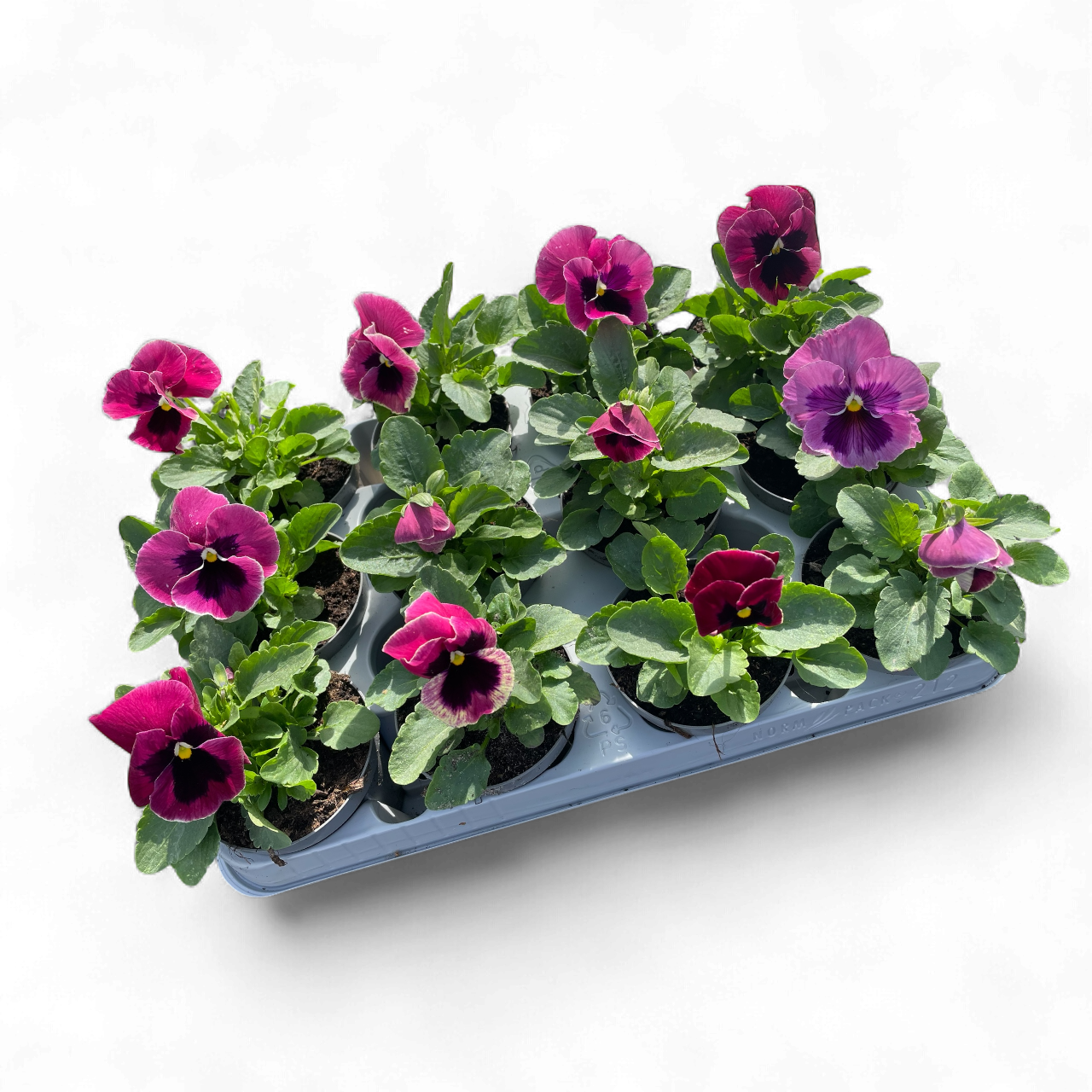 12 Winterviolen lichtpaars