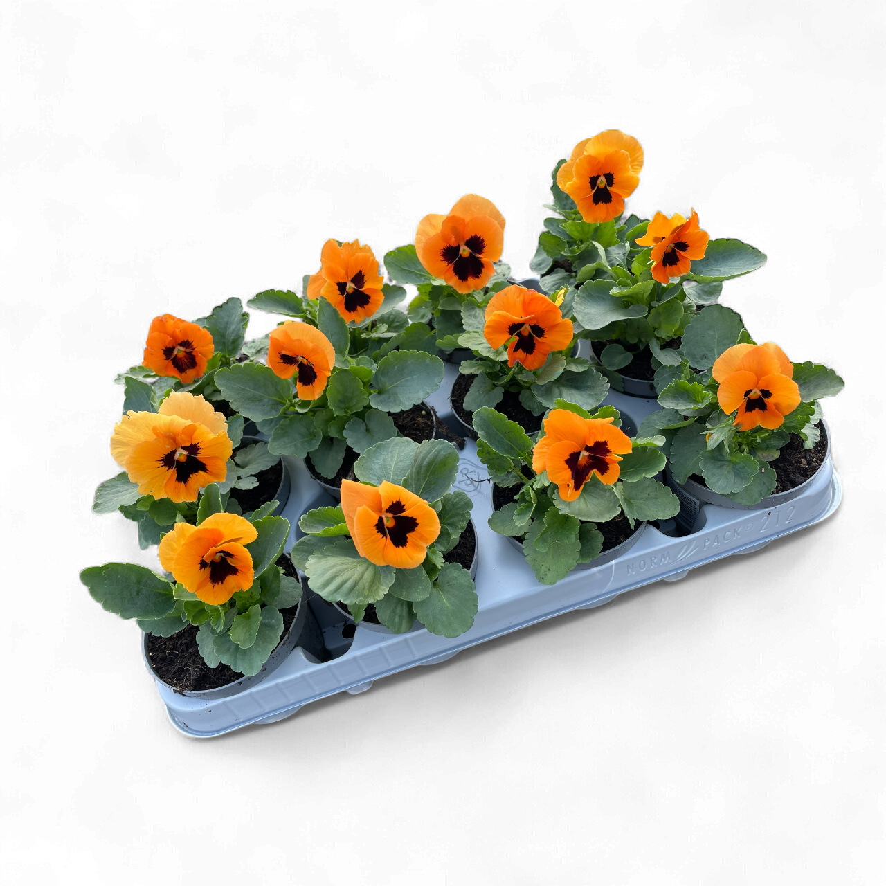 12 Winterviolen oranje/zwart