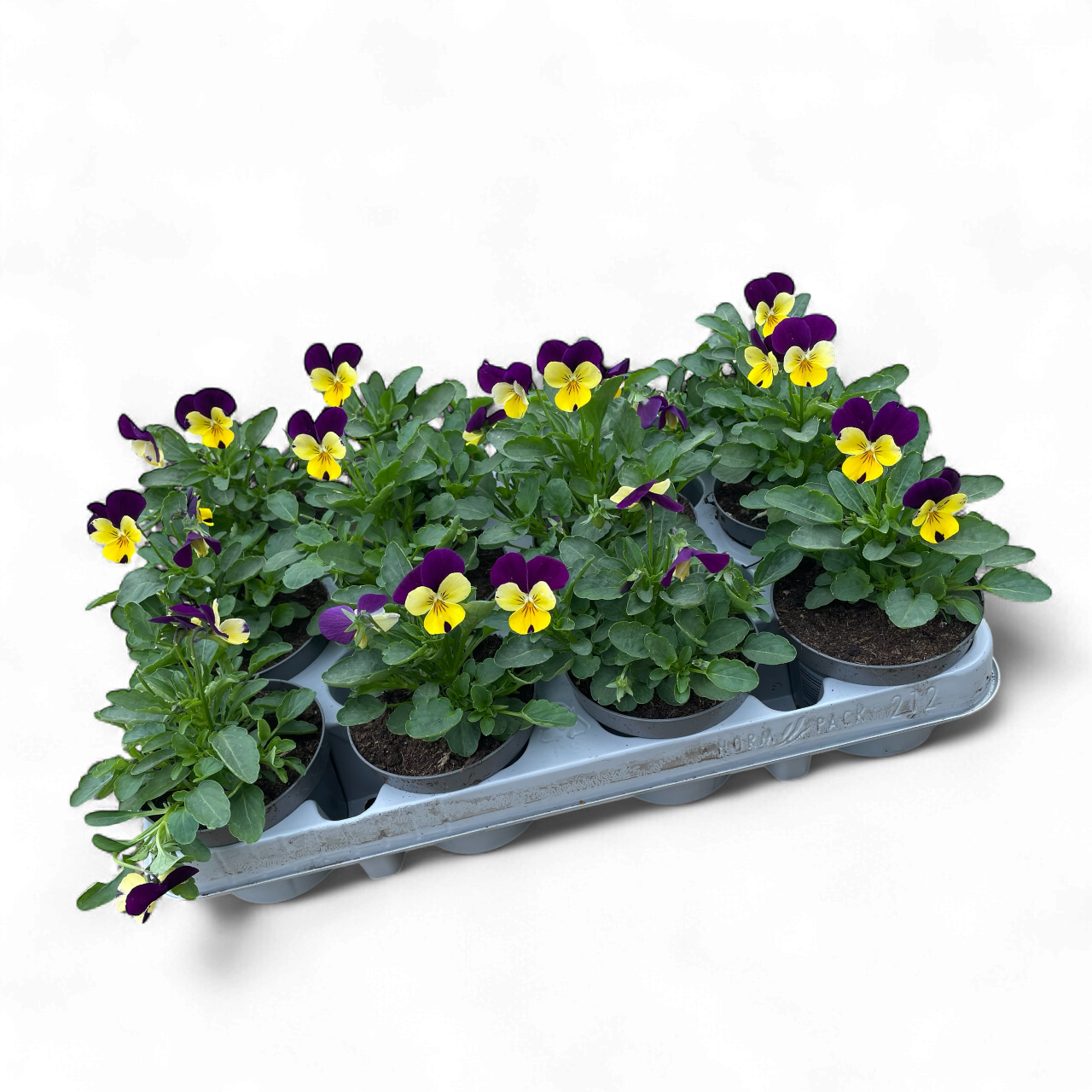 12 Mini viooltjes geel/paars