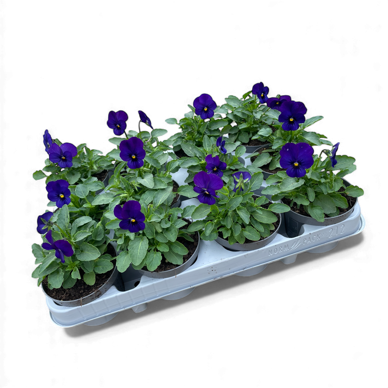 12 Mini-viooltjes paars/blauw