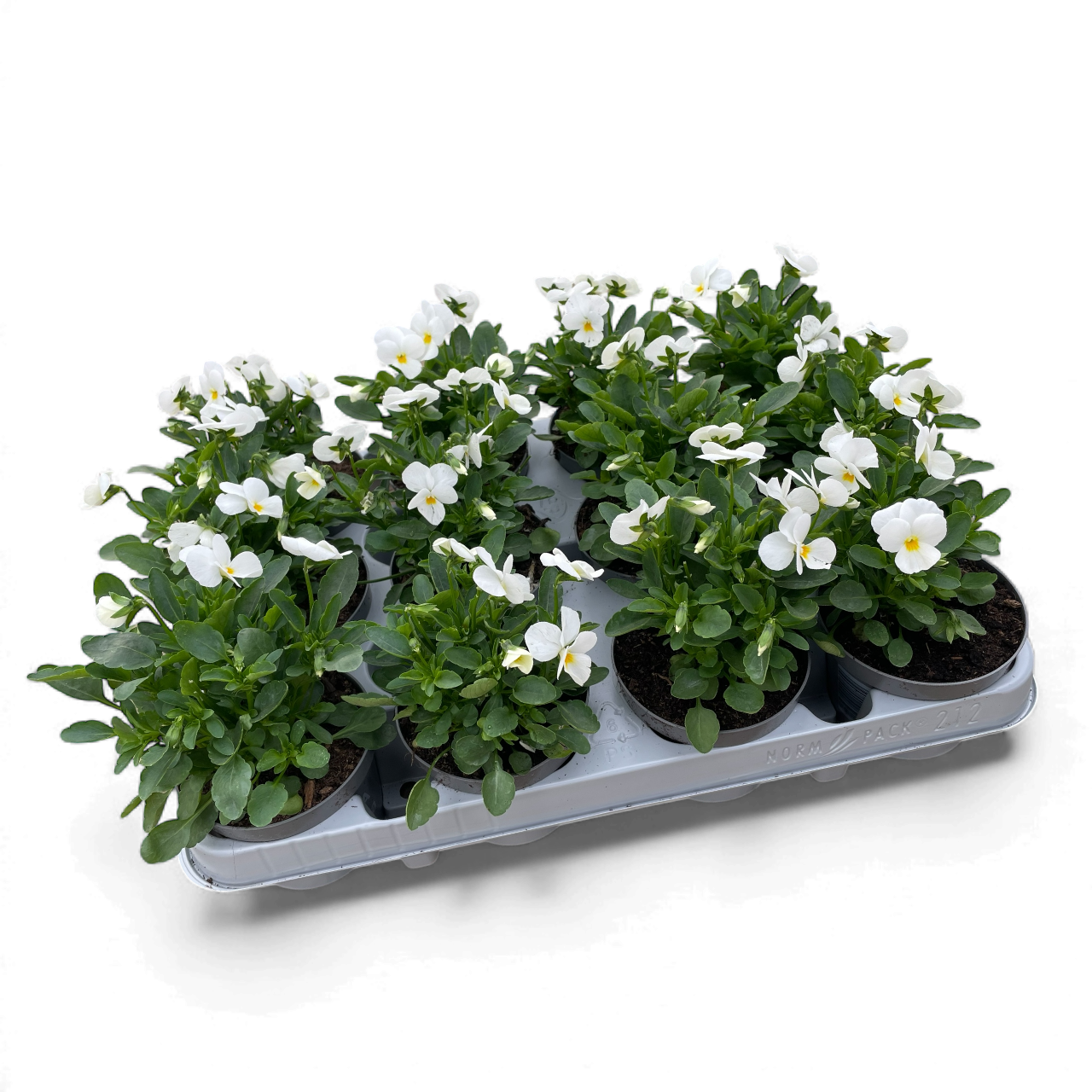 12 Mini-viooltjes wit