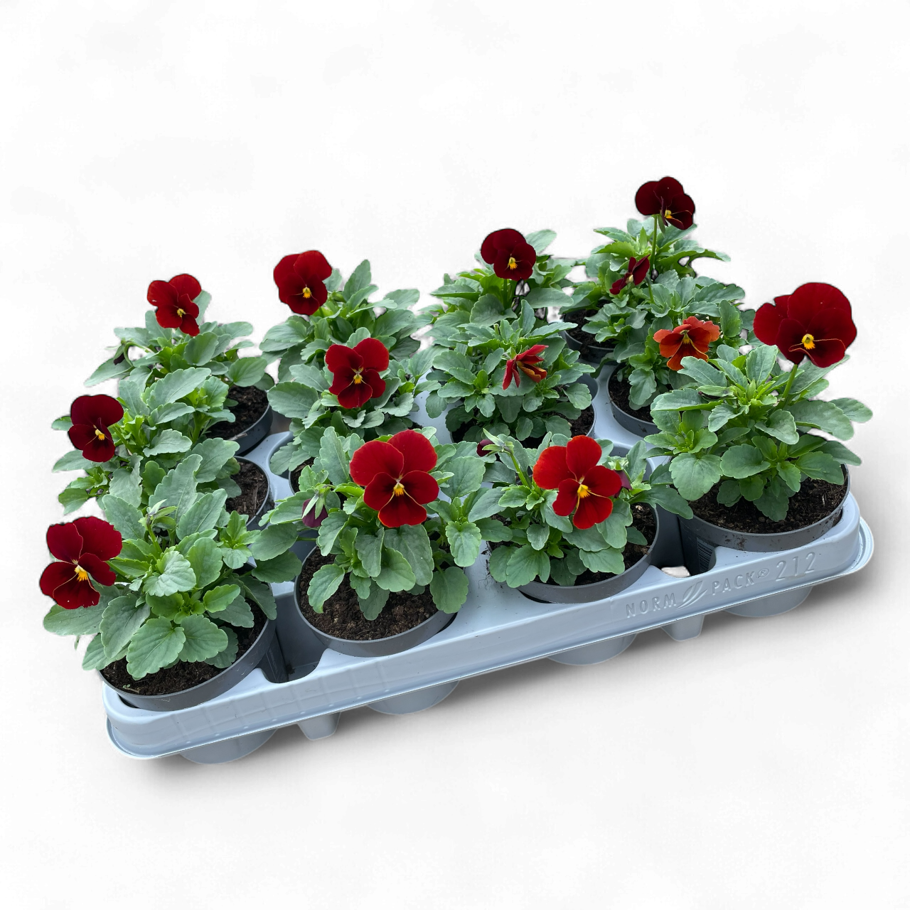 12 Mini viooltjes oranje/rood
