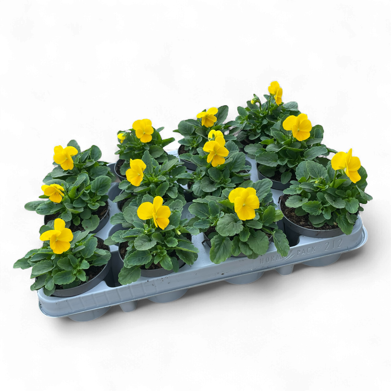 12 Mini viooltjes geel