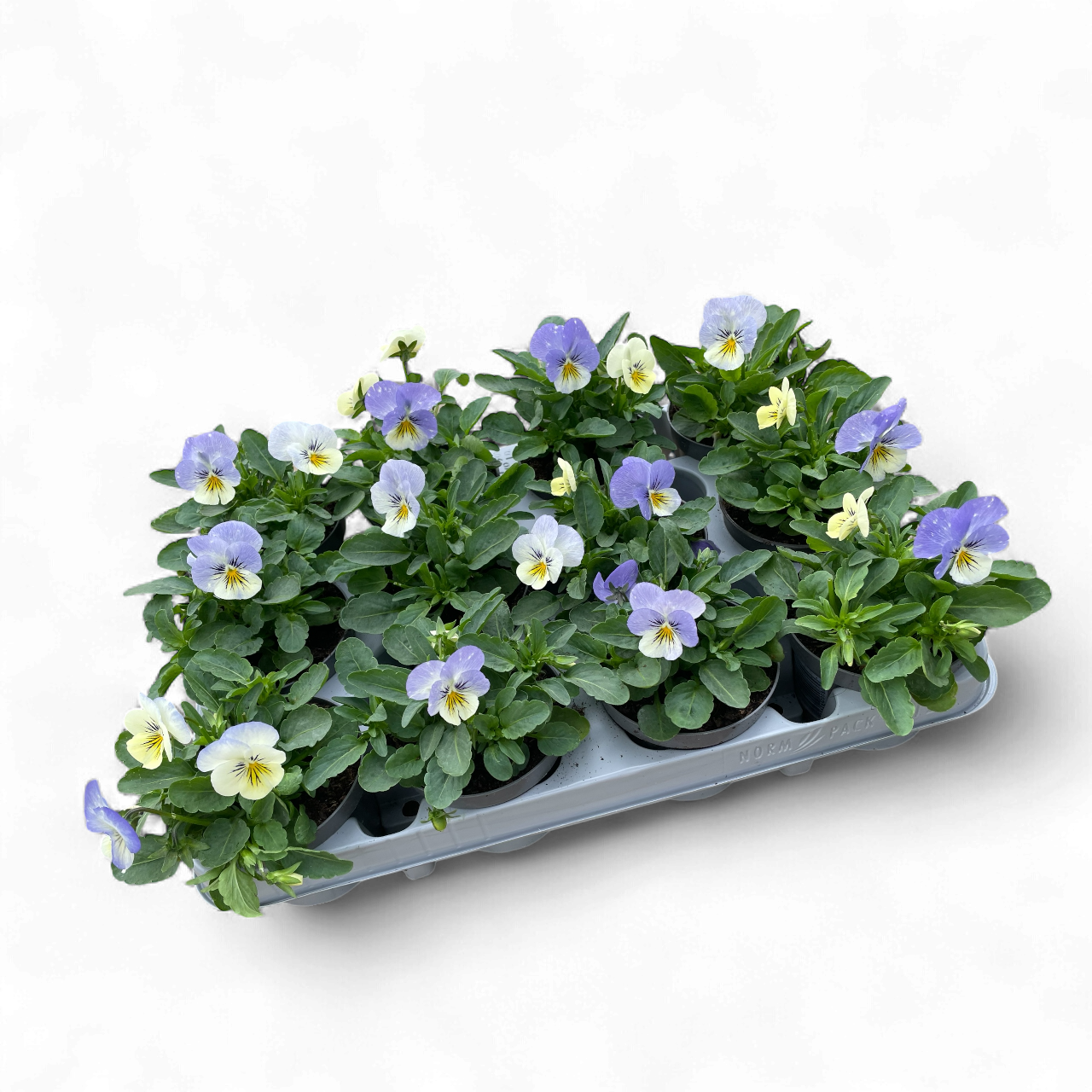 12 Mini viooltjes blauw/wit