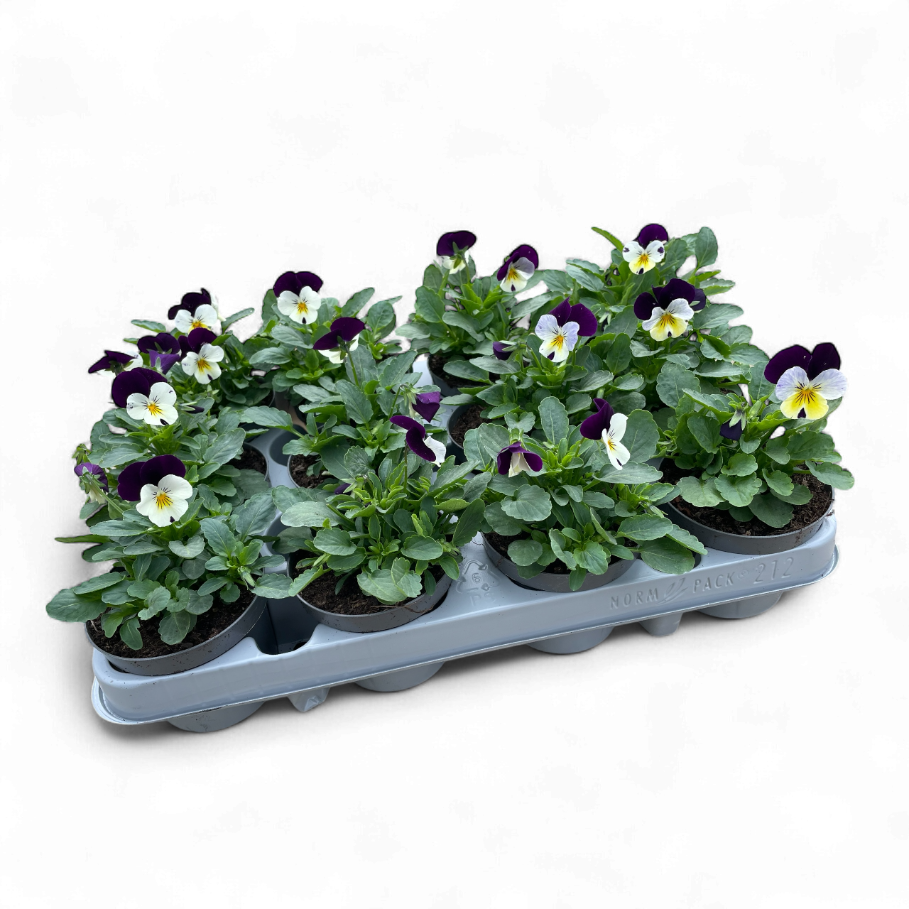 12 Mini viooltjes paars/wit/geel