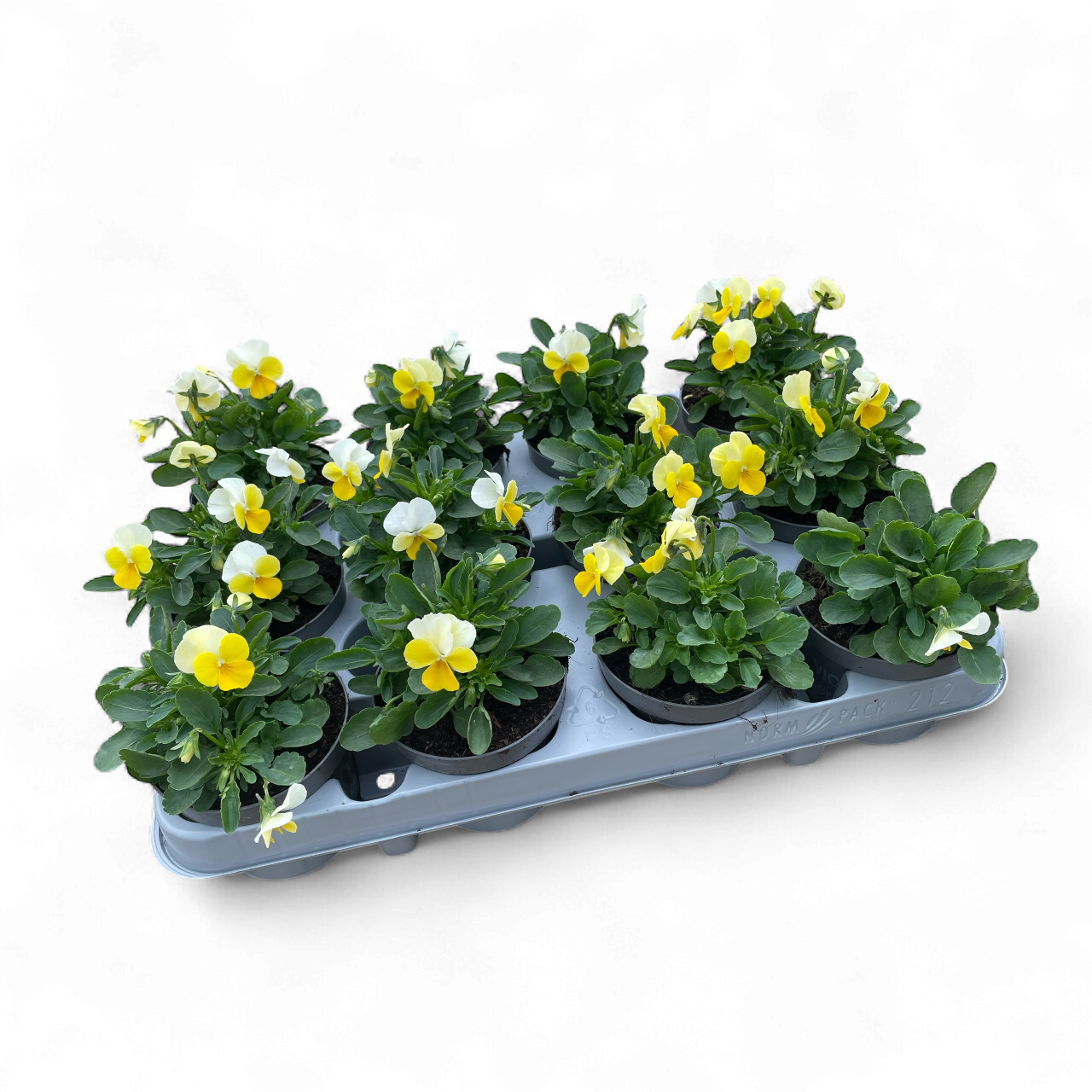 12 Mini viooltjes geel/wit