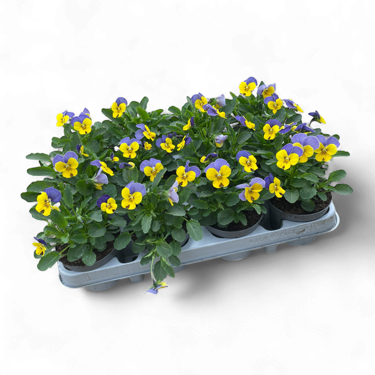 12 Mini-viooltjes blauw/geel