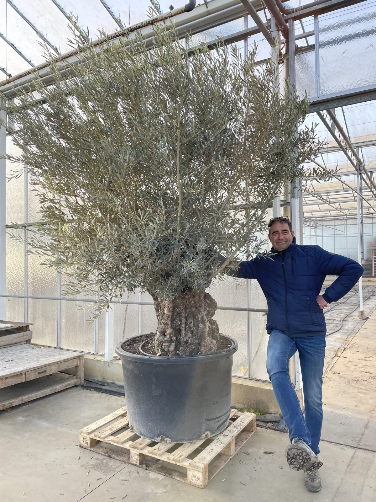 Olijfboom snoeien, Wanneer en hoe doe je dat?