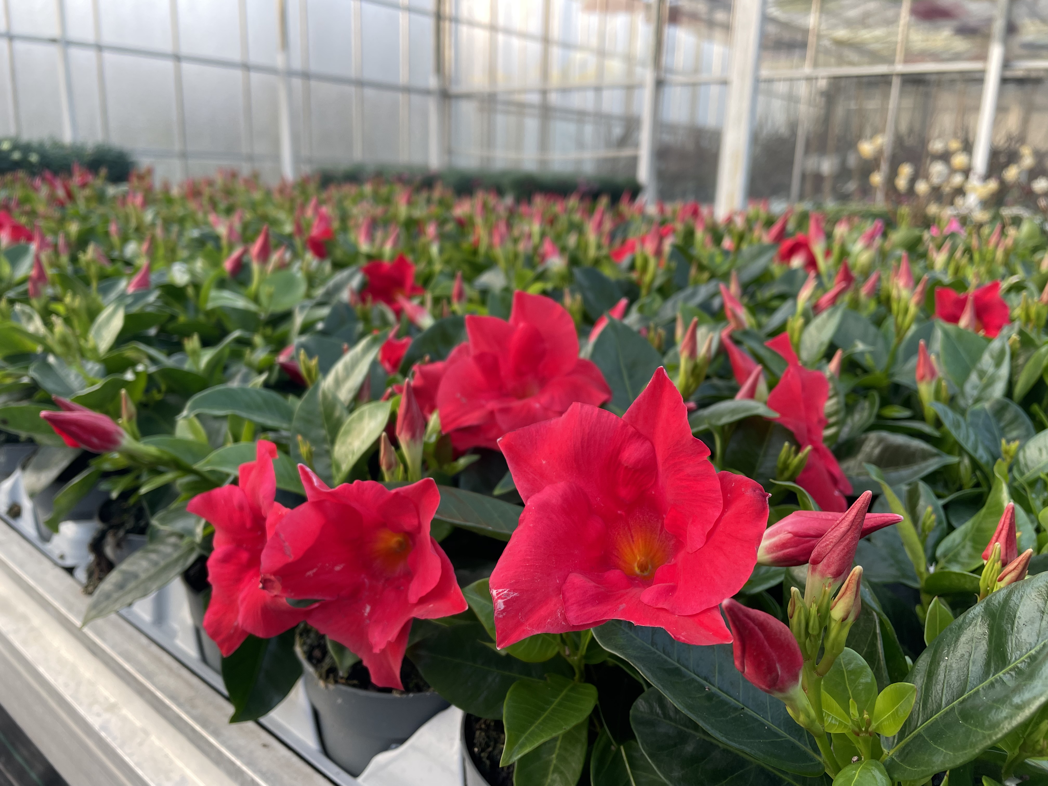 Een impressie van onze kwekerij.