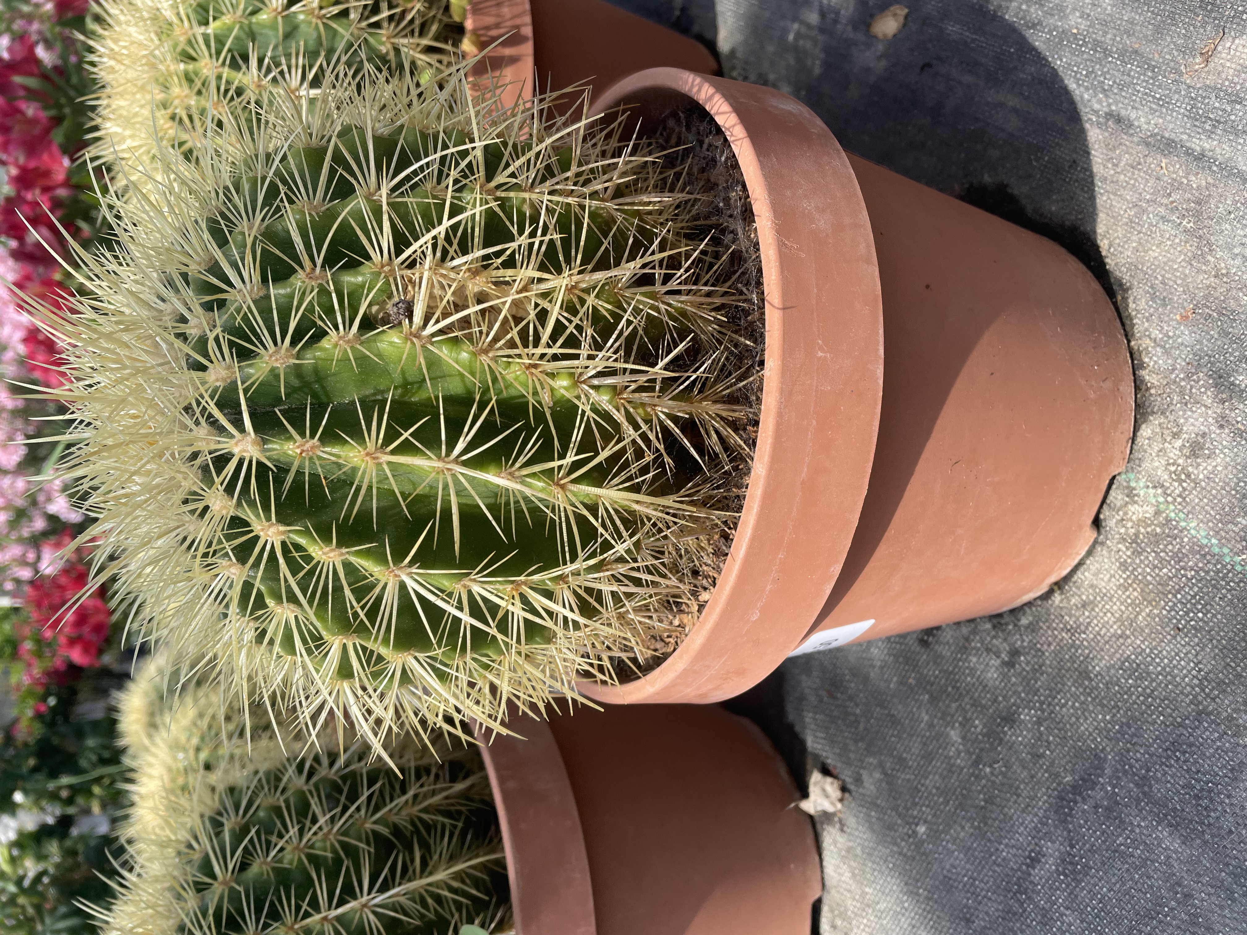 Mooie, gouden bolcactus