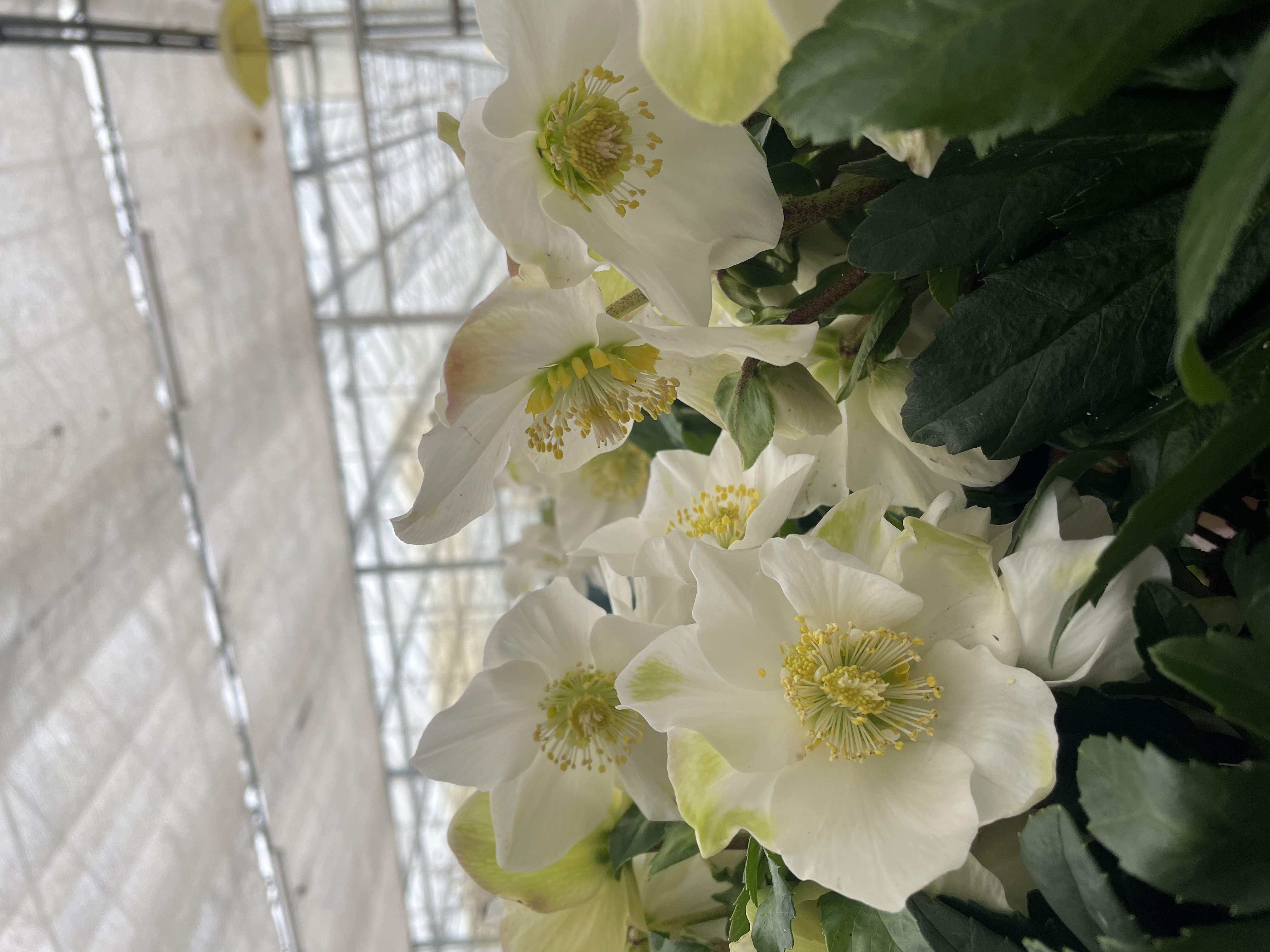 Waarom iedere tuin een Helleborus verdient?